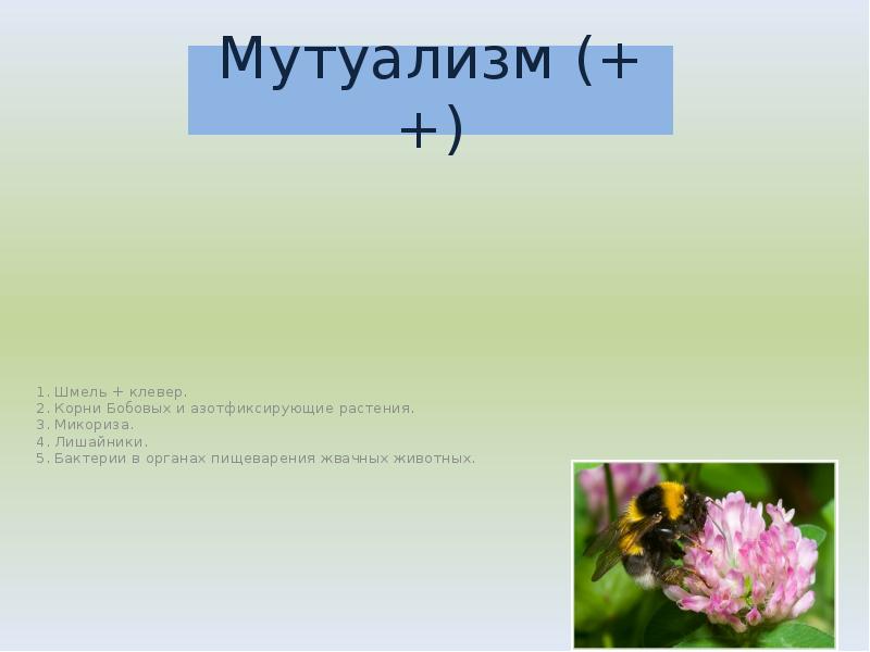 1. Шмель + клевер.
2. Корни Бобовых и азотфиксирующие растения.
3. 1. Шмель + клевер.
2. Корни Бобовых и азотфиксирующие растения.
3.