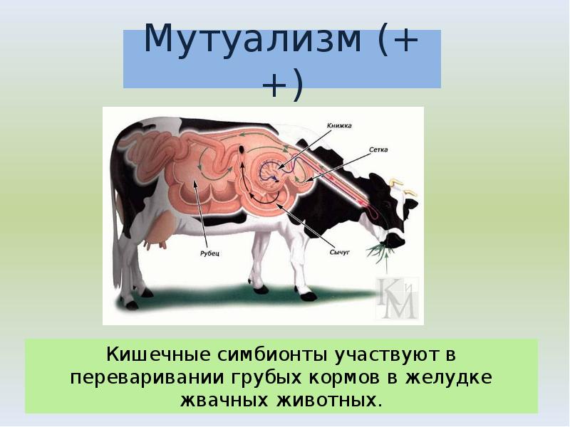 Кишечные симбионты участвуют в переваривании грубых кормов в желудке жвачных животных. Кишечные симбионты участвуют в переваривании грубых кормов в желудке жвачных животных.