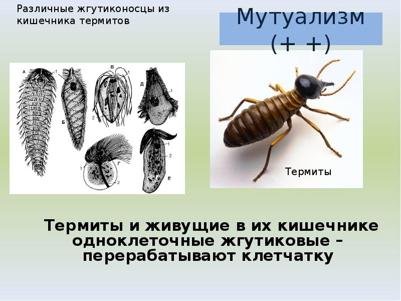 Термиты и живущие в их кишечнике одноклеточные жгутиковые – перерабатывают клетчатку
Термиты и живущие в их кишечнике одноклеточные жгутиковые – перерабатывают клетчатку
