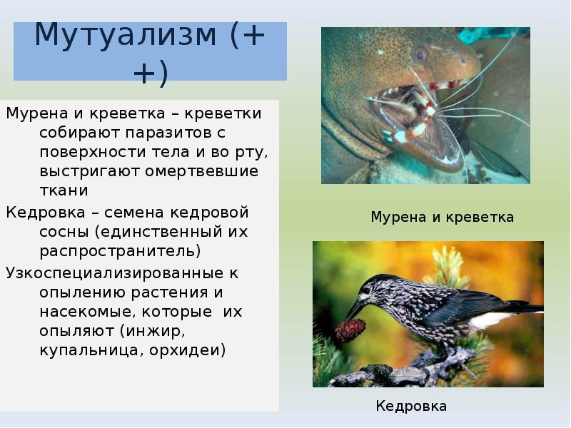 Мурена и креветка – креветки собирают паразитов с поверхности тела и Мурена и креветка – креветки собирают паразитов с поверхности тела и