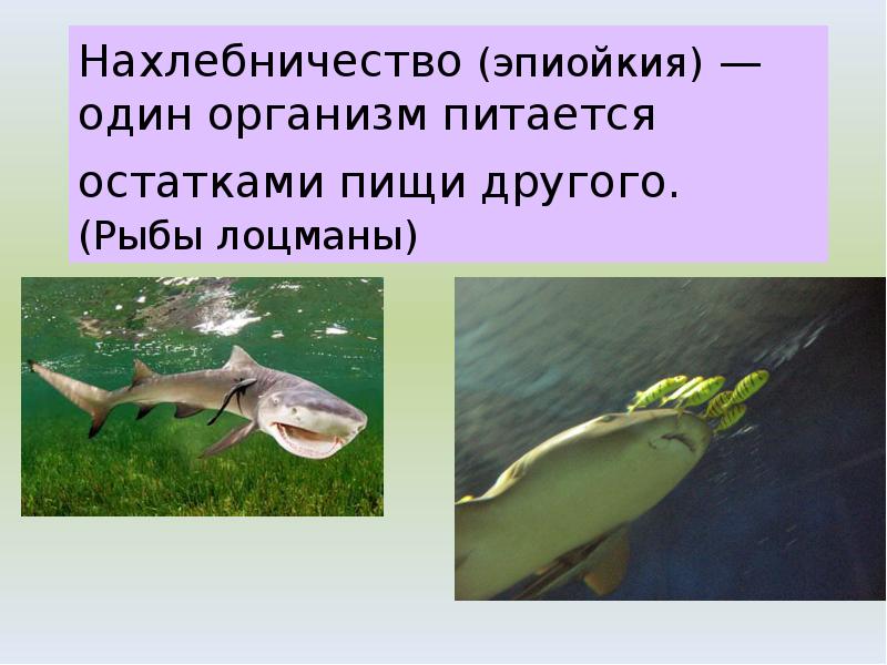 Нахлебничество (эпиойкия) — один организм питается остатками пищи другого. (Рыбы лоцманы) Нахлебничество (эпиойкия) — один организм питается остатками пищи другого. (Рыбы лоцманы)