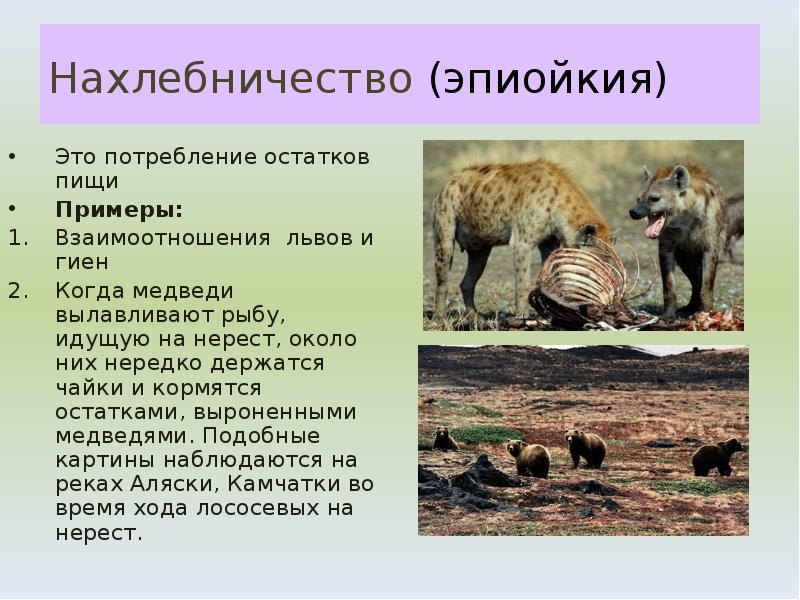 Нахлебничество (эпиойкия)
Это потребление остатков пищи
Примеры:
Взаимоотношения львов и Нахлебничество (эпиойкия)
Это потребление остатков пищи
Примеры:
Взаимоотношения львов и