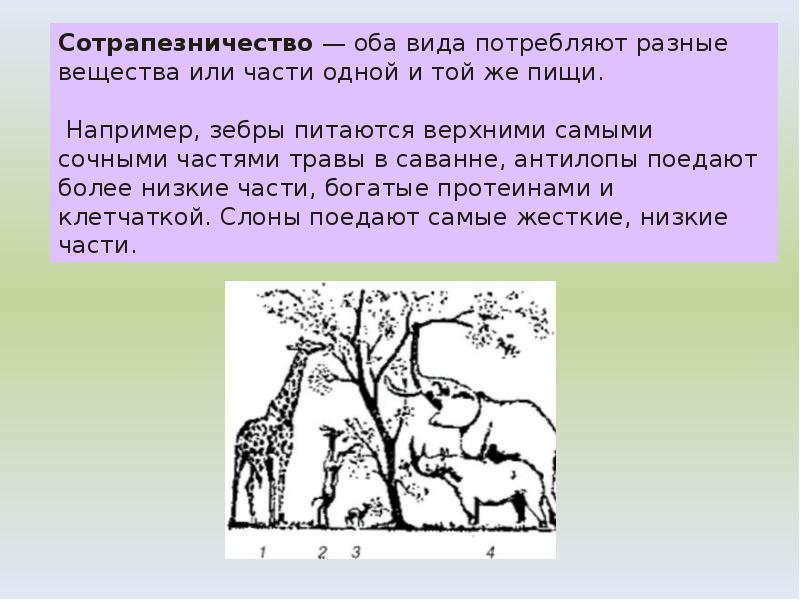 Сотрапезничество — оба вида потребляют разные вещества или части одной и той Сотрапезничество — оба вида потребляют разные вещества или части одной и той