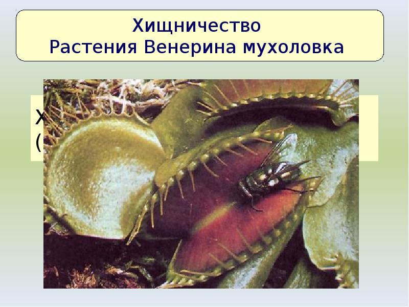 Хищничество у растений (мухоловка). Хищничество у растений (мухоловка).