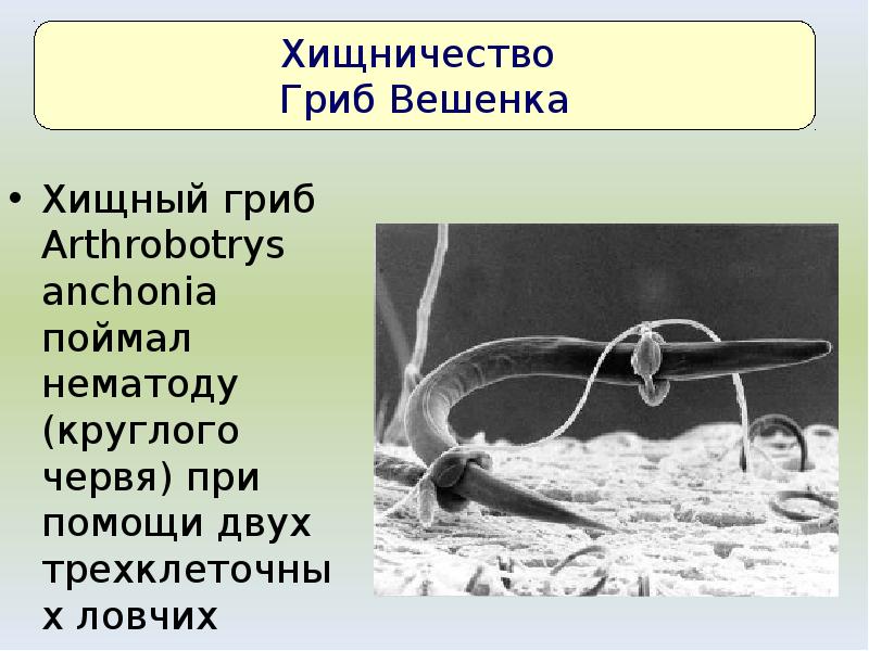 Хищный гриб Arthrobotrys anchonia поймал нематоду (круглого червя) при помощи двух Хищный гриб Arthrobotrys anchonia поймал нематоду (круглого червя) при помощи двух