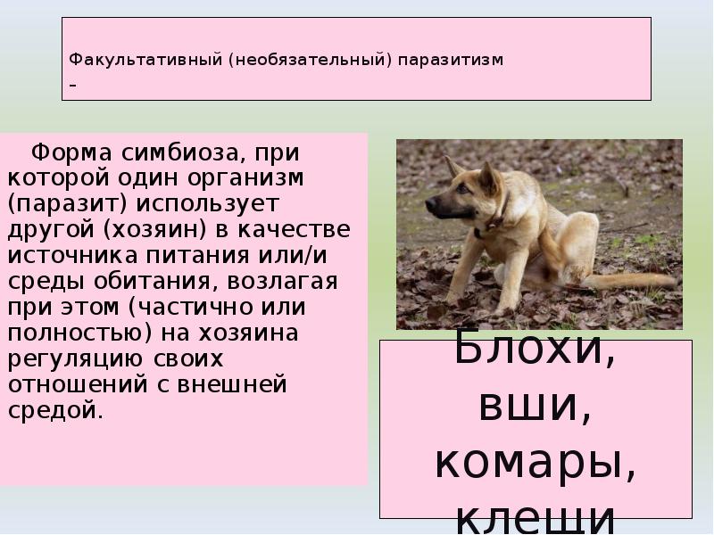 Факультативный (необязательный) паразитизм -
Форма симбиоза, при которой один Факультативный (необязательный) паразитизм -
Форма симбиоза, при которой один