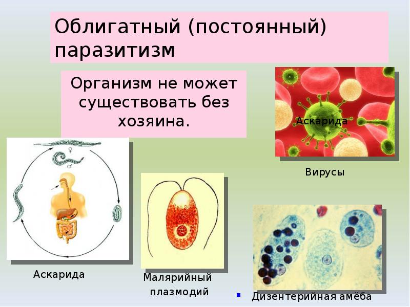 Облигатный (постоянный) паразитизм
Организм не может существовать без хозяина. Облигатный (постоянный) паразитизм
Организм не может существовать без хозяина.