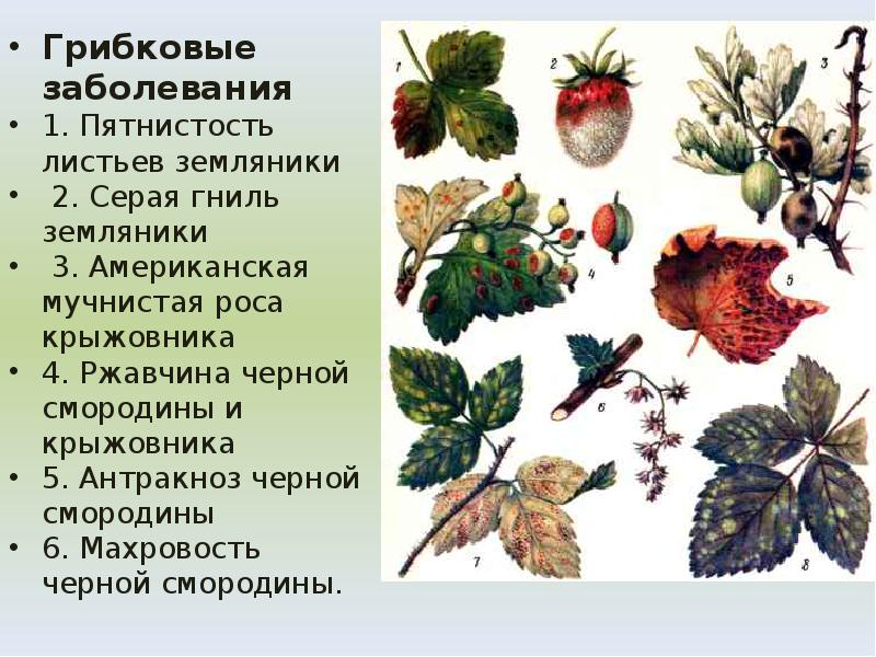 Грибковые заболевания
Грибковые заболевания
1. Пятнистость листьев земляники
Грибковые заболевания
Грибковые заболевания
1. Пятнистость листьев земляники