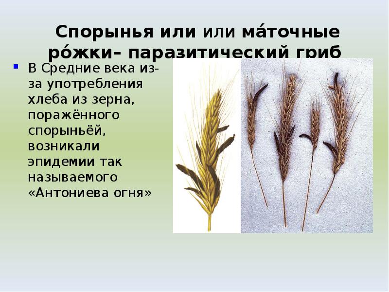 Спорынья или или ма́точные ро́жки– паразитический гриб Спорынья или или ма́точные ро́жки– паразитический гриб