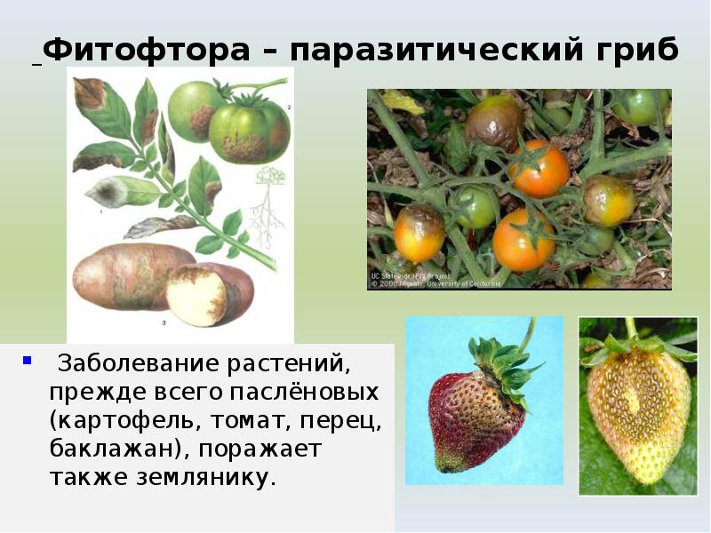 Фитофтора – паразитический гриб Фитофтора – паразитический гриб