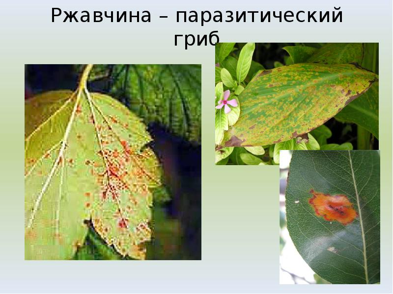 Ржавчина – паразитический гриб Ржавчина – паразитический гриб