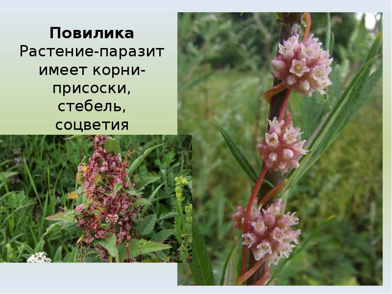Повилика Растение-паразит имеет корни-присоски, стебель, соцветия Повилика Растение-паразит имеет корни-присоски, стебель, соцветия