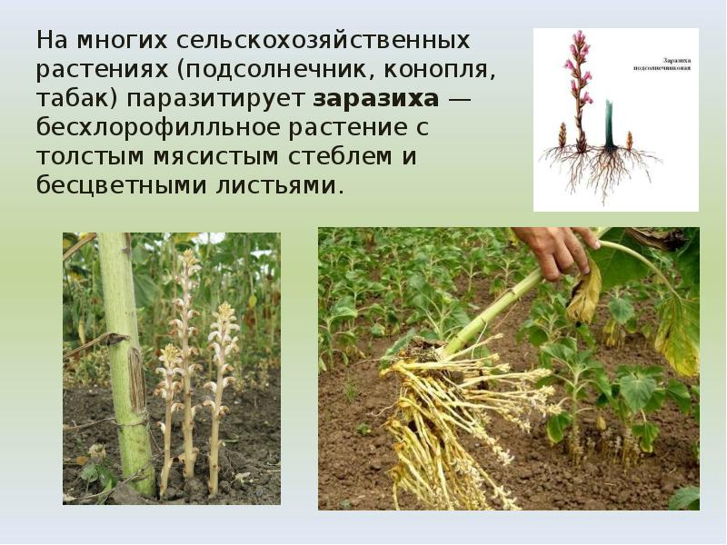 На многих сельскохозяйственных растениях (подсолнечник, конопля, табак) паразитирует заразиха — бесхлорофилльное На многих сельскохозяйственных растениях (подсолнечник, конопля, табак) паразитирует заразиха — бесхлорофилльное