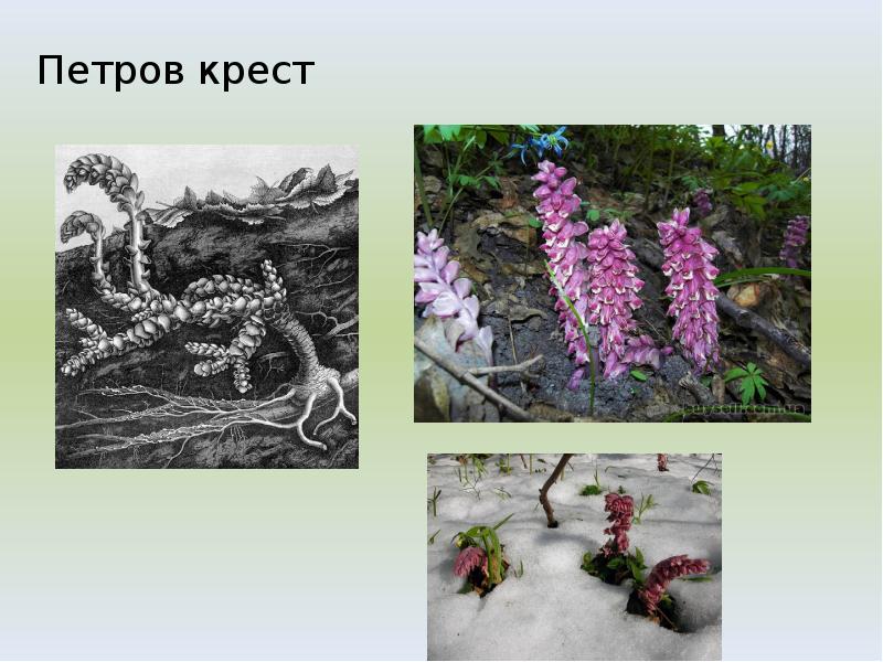 Петров крест Петров крест