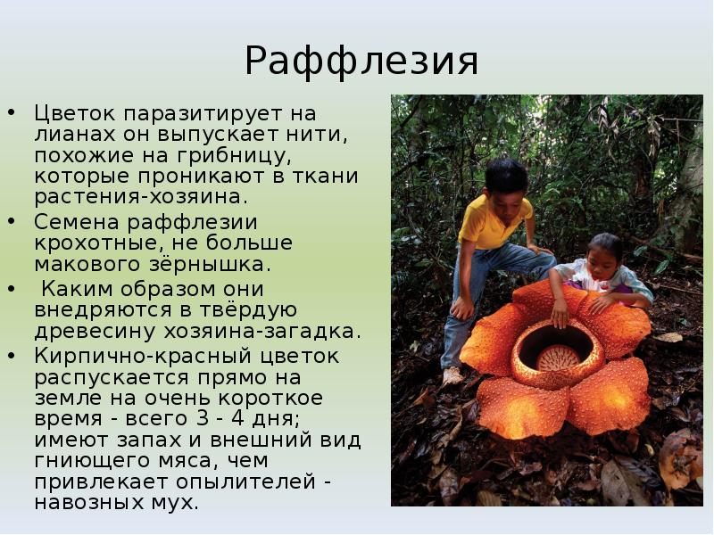 Раффлезия
Цветок паразитирует на лианах он выпускает нити, похожие на грибницу, Раффлезия
Цветок паразитирует на лианах он выпускает нити, похожие на грибницу,