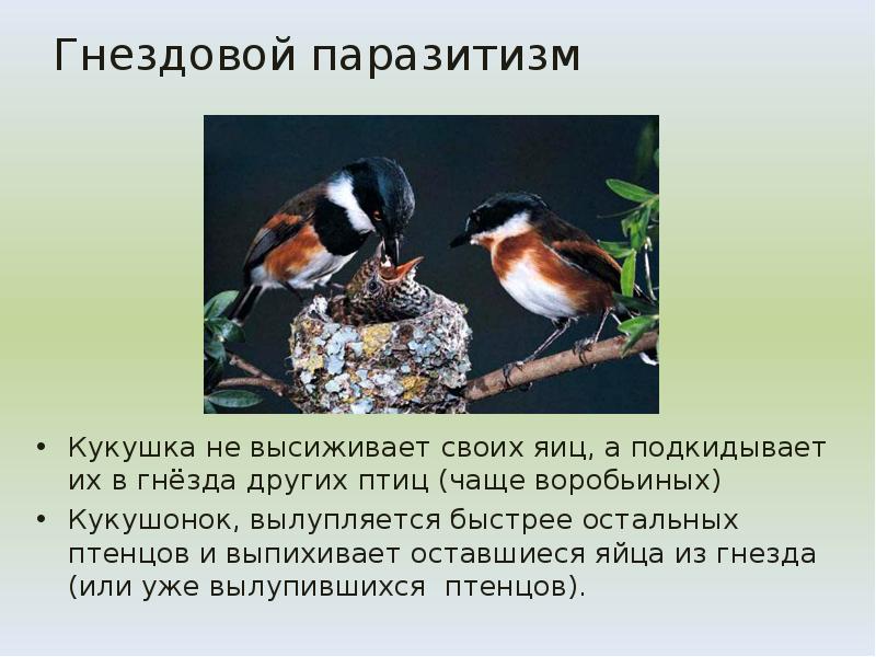 Гнездовой паразитизм
Кукушка не высиживает своих яиц, а подкидывает их в Гнездовой паразитизм
Кукушка не высиживает своих яиц, а подкидывает их в