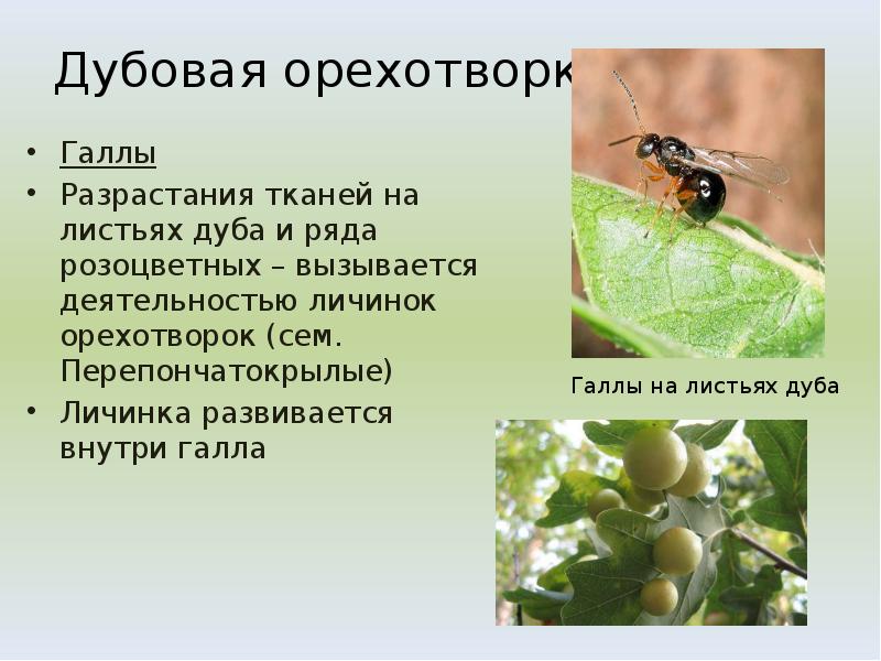 Дубовая орехотворка
Галлы
Разрастания тканей на листьях дуба и ряда розоцветных Дубовая орехотворка
Галлы
Разрастания тканей на листьях дуба и ряда розоцветных
