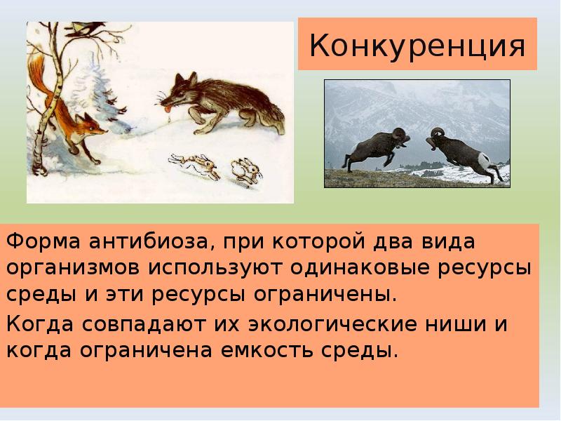 Форма антибиоза, при которой два вида организмов используют одинаковые ресурсы среды Форма антибиоза, при которой два вида организмов используют одинаковые ресурсы среды