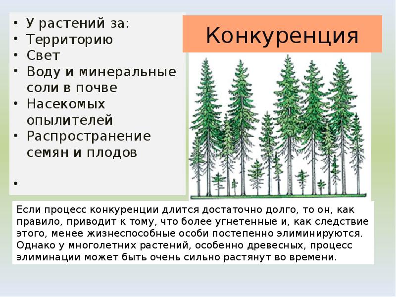 У растений за:
Территорию
Свет
Воду и минеральные соли в У растений за:
Территорию
Свет
Воду и минеральные соли в