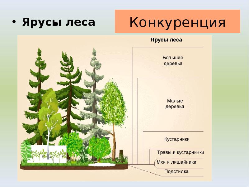 Схема ярусов леса