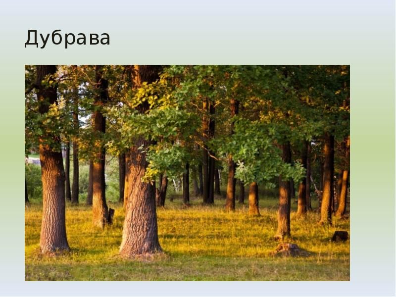 Дубрава Дубрава