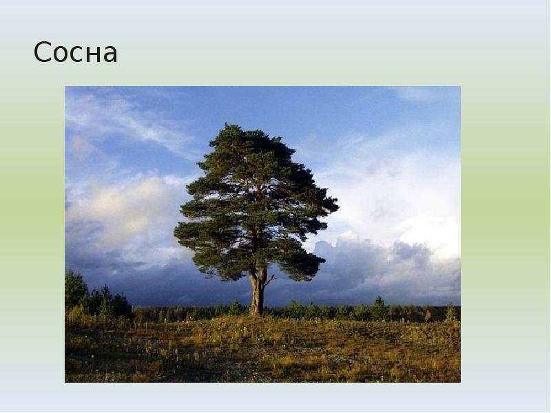 Сосна Сосна