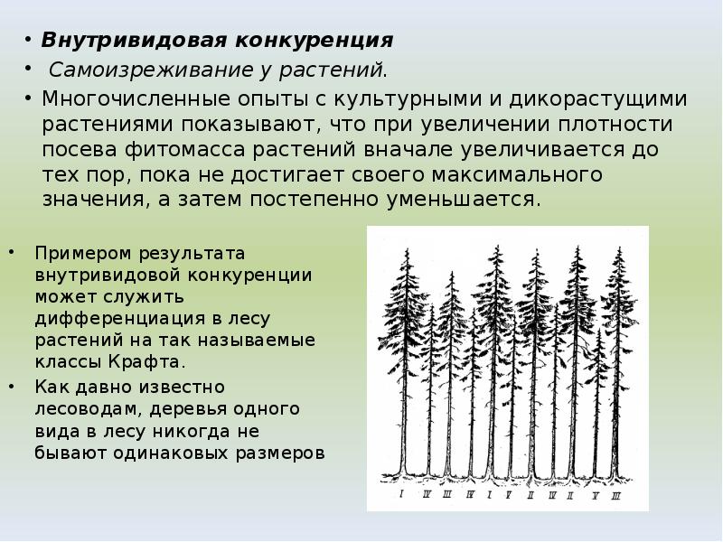 Внутривидовая конкуренция
Внутривидовая конкуренция
Самоизреживание у растений.
Многочисленные опыты с Внутривидовая конкуренция
Внутривидовая конкуренция
Самоизреживание у растений.
Многочисленные опыты с