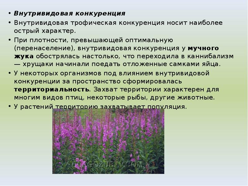 Внутривидовая конкуренция
Внутривидовая конкуренция
Внутривидовая трофическая конкуренция носит наиболее острый характер.
Внутривидовая конкуренция
Внутривидовая конкуренция
Внутривидовая трофическая конкуренция носит наиболее острый характер.