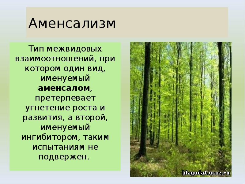 Аменсализм
Тип межвидовых взаимоотношений, при котором один вид, именуемый аменсалом, претерпевает Аменсализм
Тип межвидовых взаимоотношений, при котором один вид, именуемый аменсалом, претерпевает