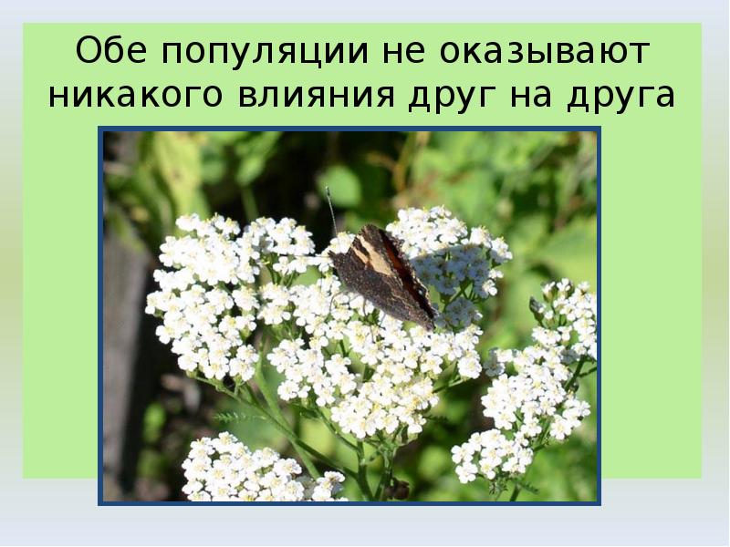 Обе популяции не оказывают никакого влияния друг на друга Обе популяции не оказывают никакого влияния друг на друга