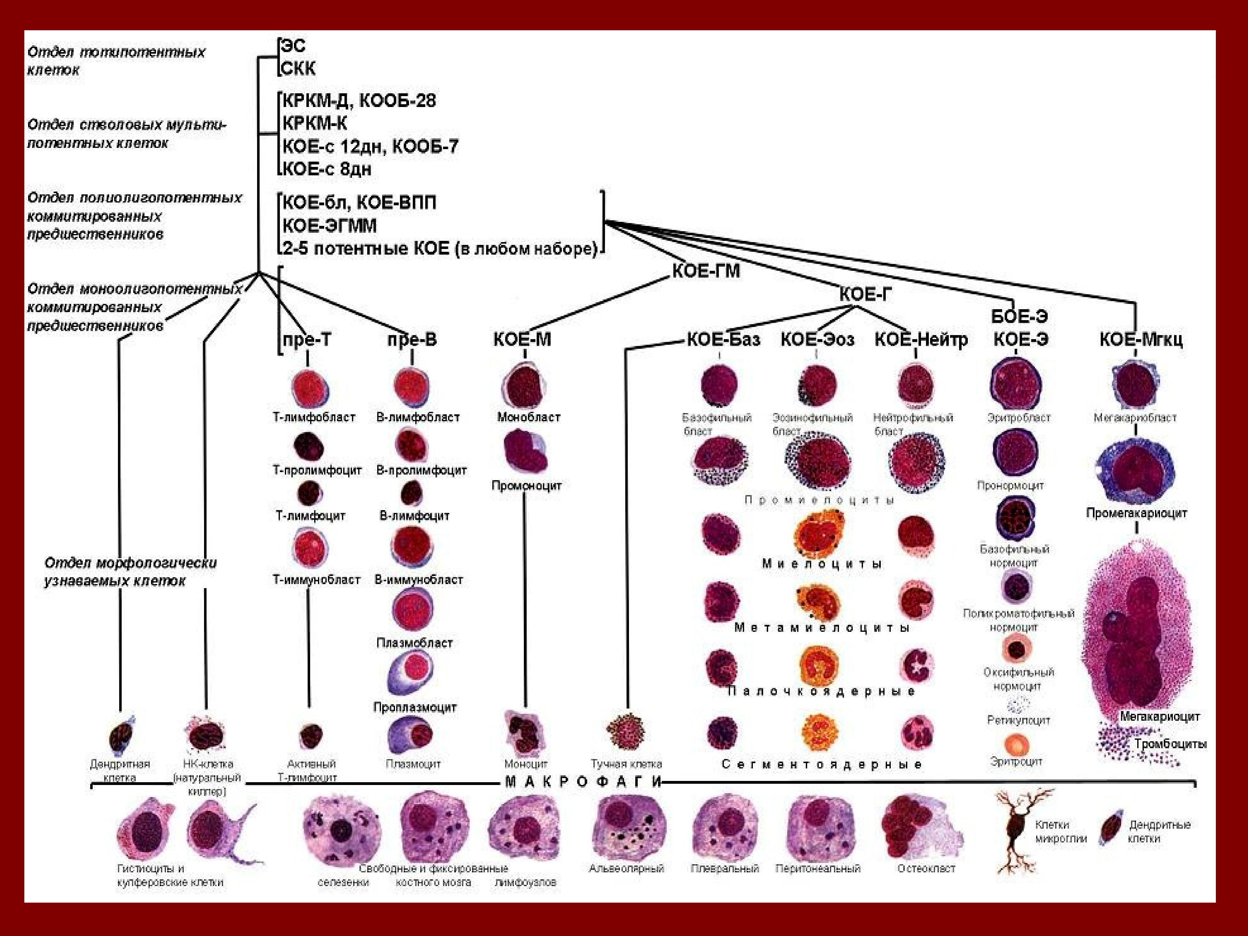 Кровь дифференцировка. Схема гемопоэза клеток крови. Схема кроветворения стволовая клетка. Современная схема кроветворения эритропоэз. Схема кроветворения кровь костный мозг.