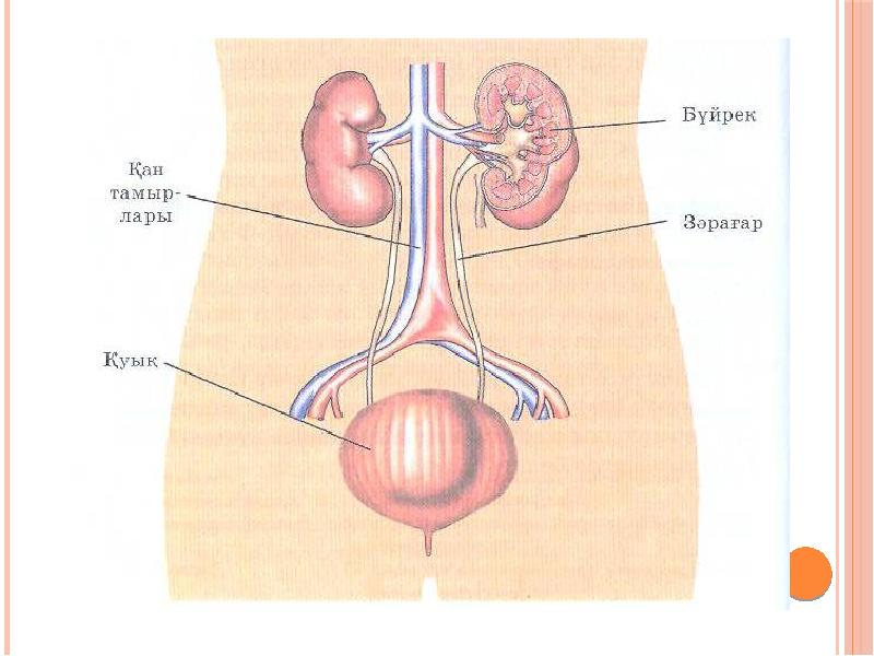 Бүйрек анатомиясы презентация