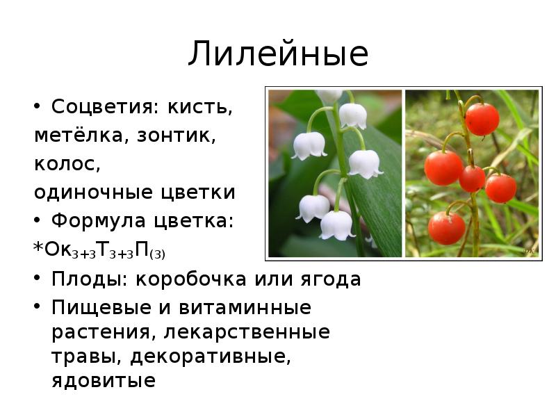 Ягоды лилейных. Семейство Лилейные соцветие и плод. Плод ягода или коробочка Лилейные.