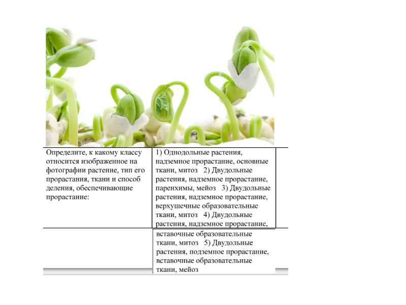 Презентация семейства цветковых растений 6 класс