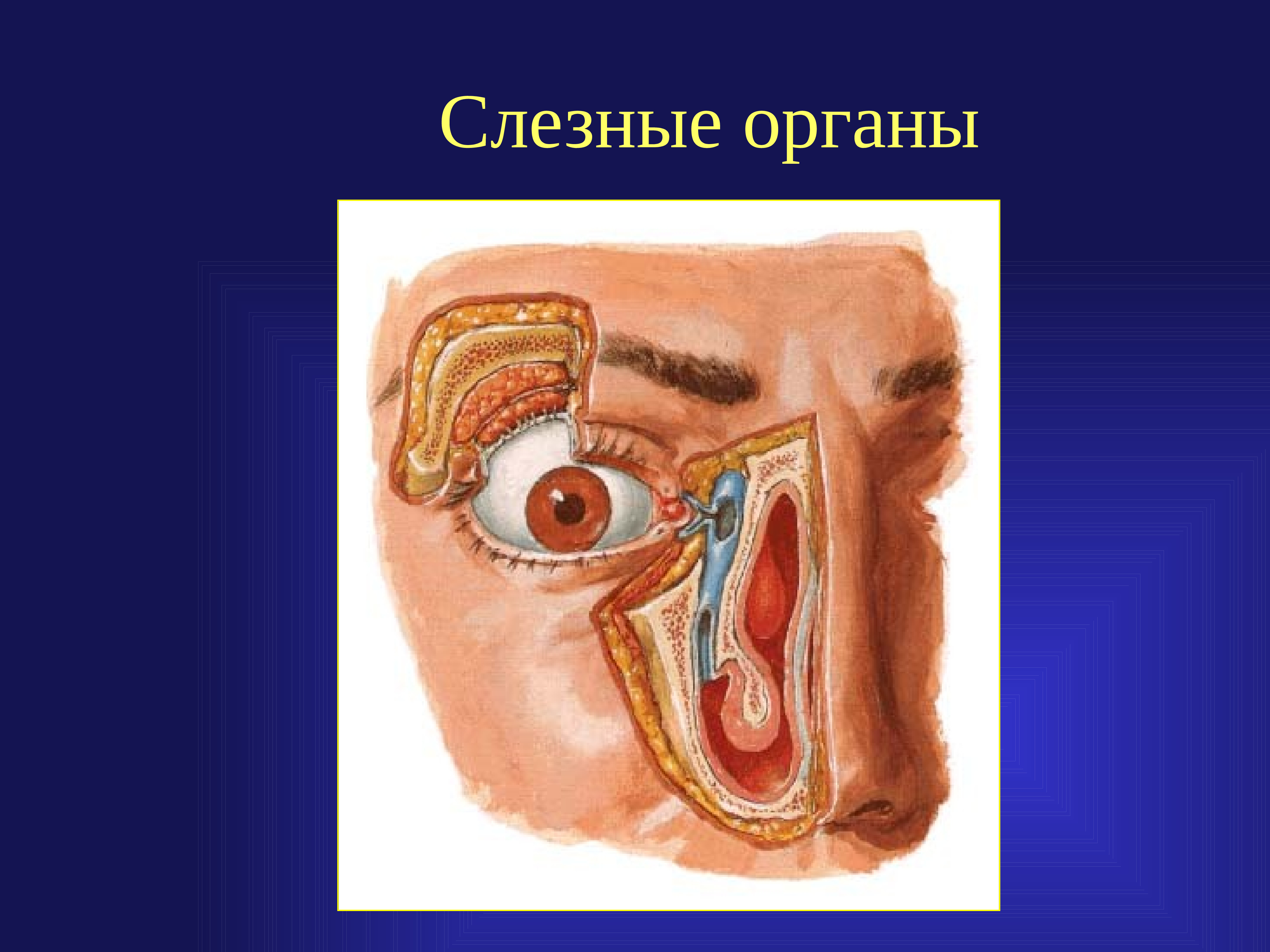 Строение слезной железы. Анатомия слезных органов. Строение слезных органов.