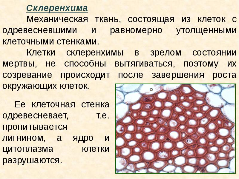 Фото механической ткани