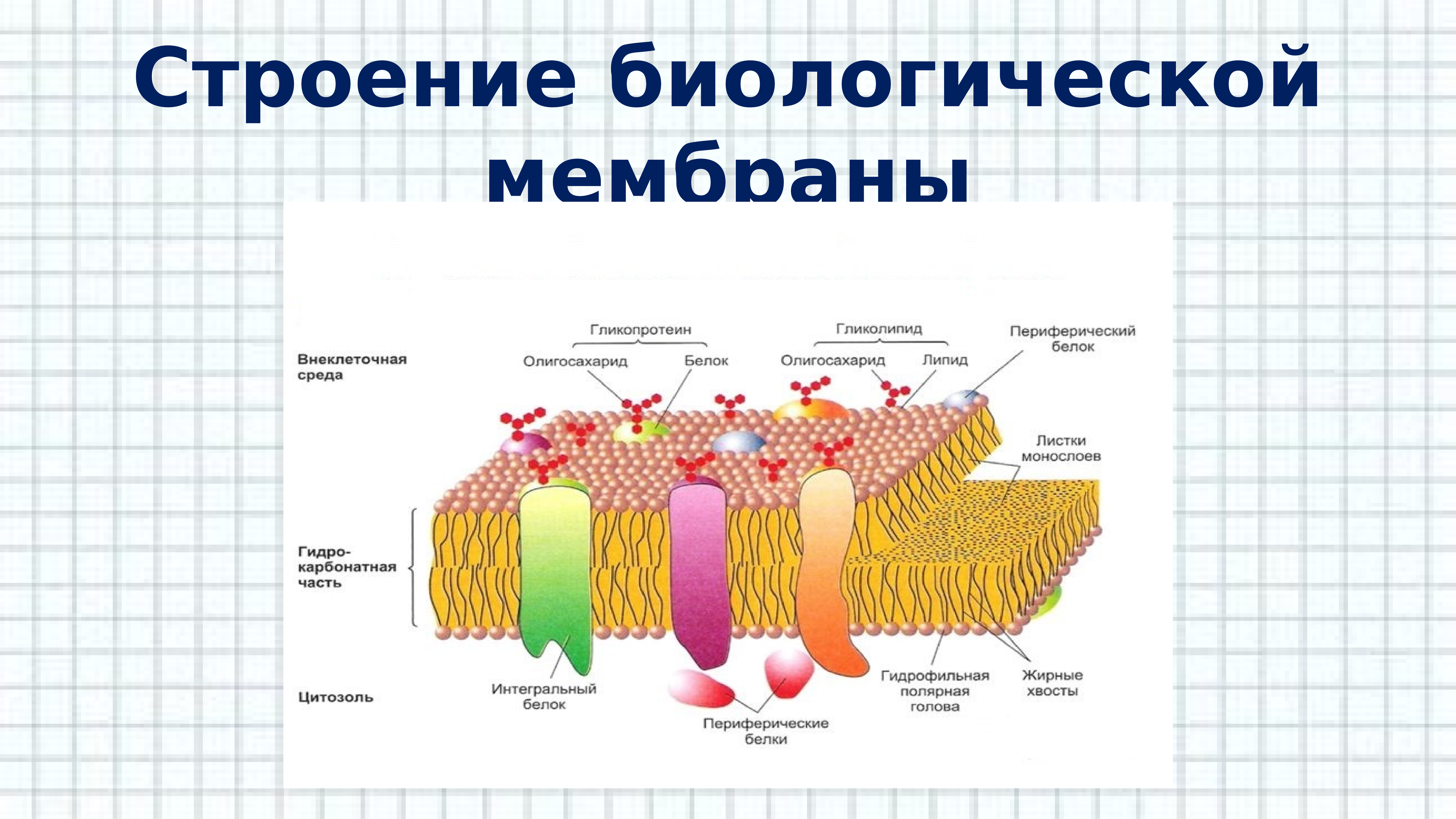 Липиды биология презентация