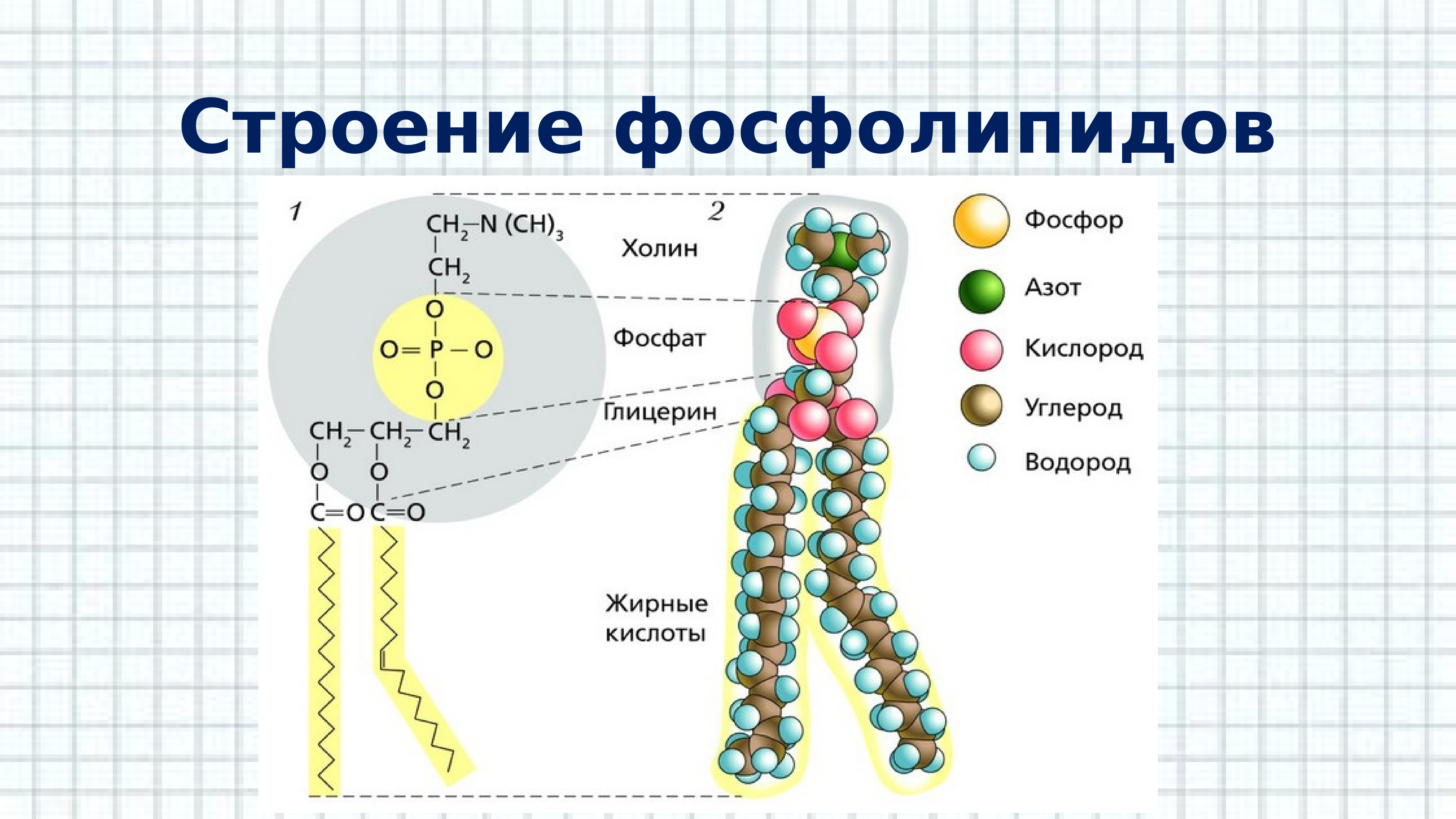 Липиды картинка для презентации