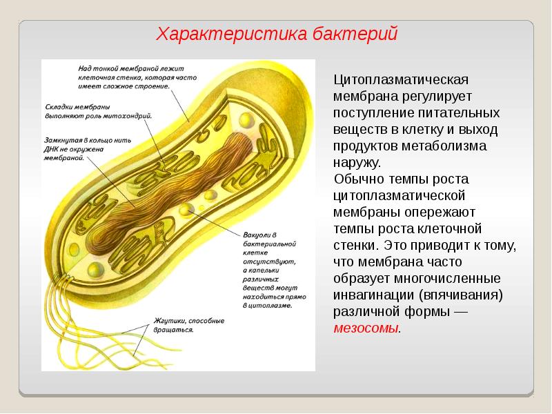 Общая характеристика бактерий презентация