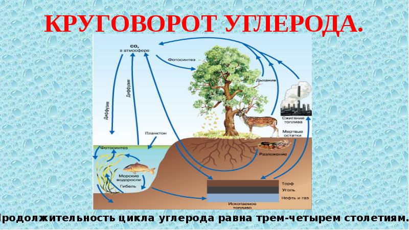 Заполните прямоугольники в упрощенной схеме круговорота углерода в биосфере следующими компонентами