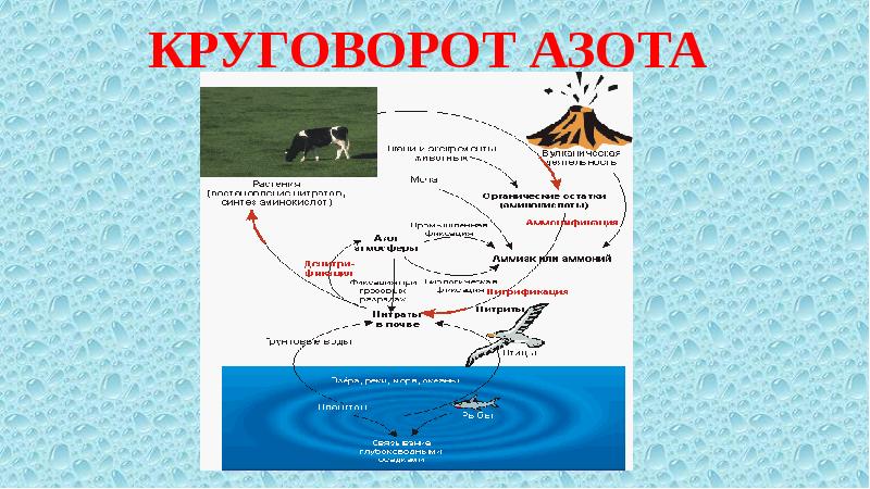 Презентация биосфера средообразующая деятельность