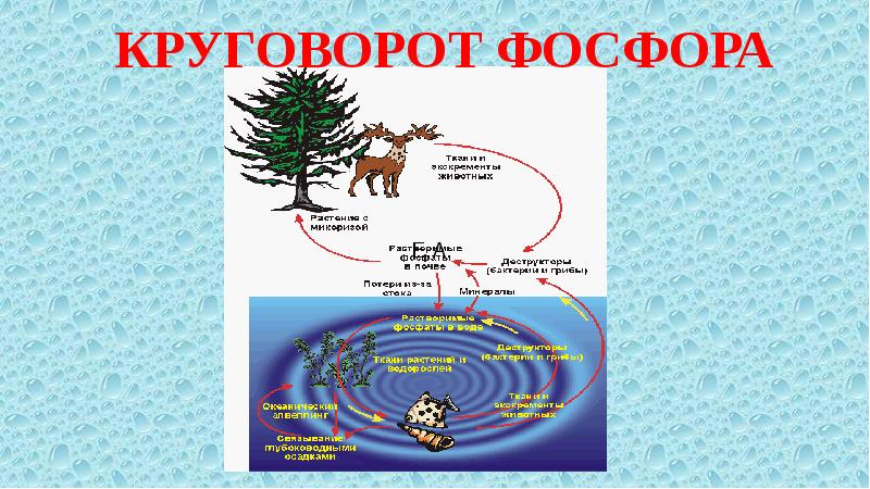 Круговорот фосфора биология 9 класс схема