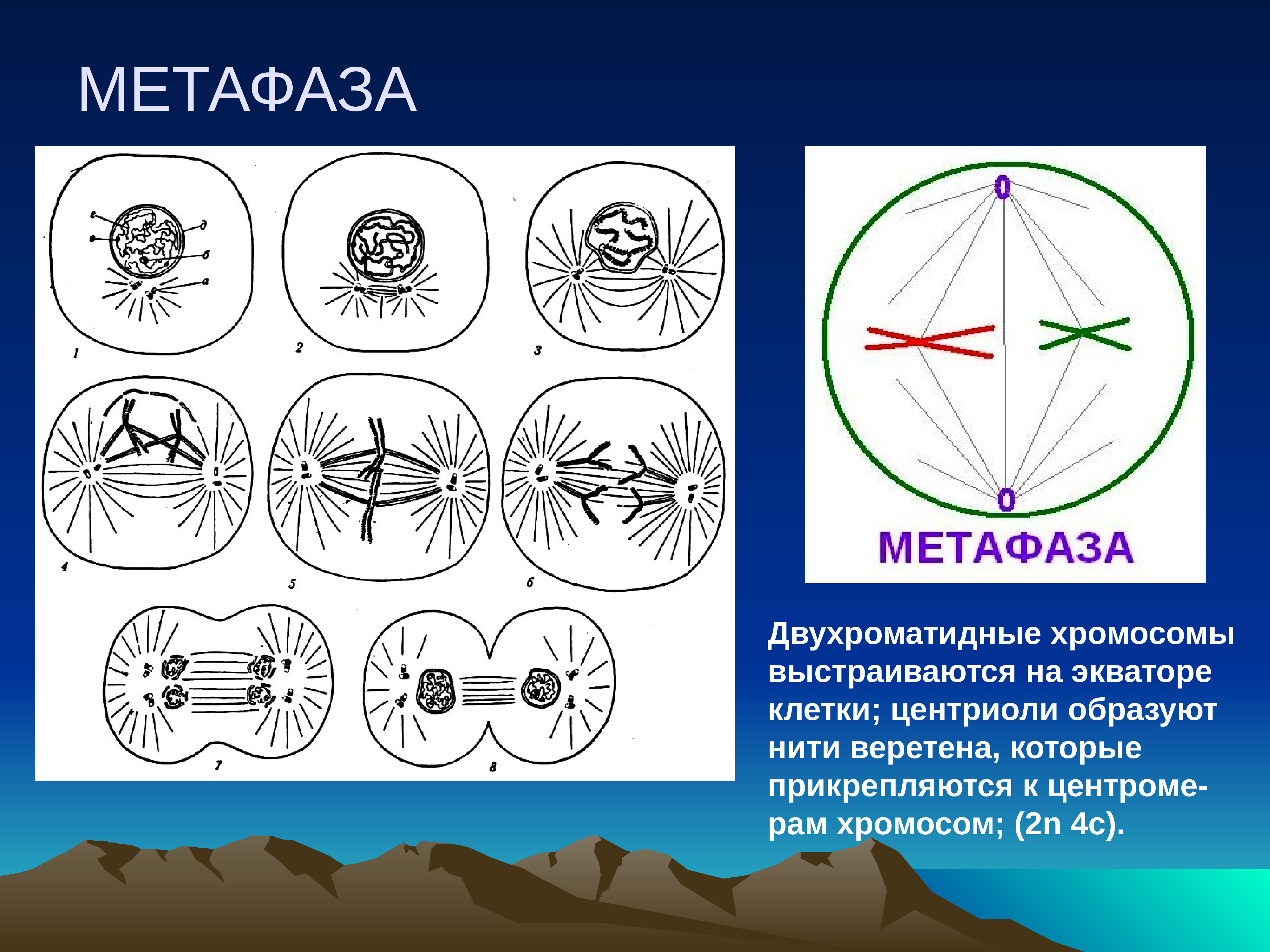 Двухроматидные хромосомы. Метафаза II хромосомный набор. Метафаза 1 мейоза рисунок. Метафаза митоза и мейоза. Метафаза первого деления дробления.