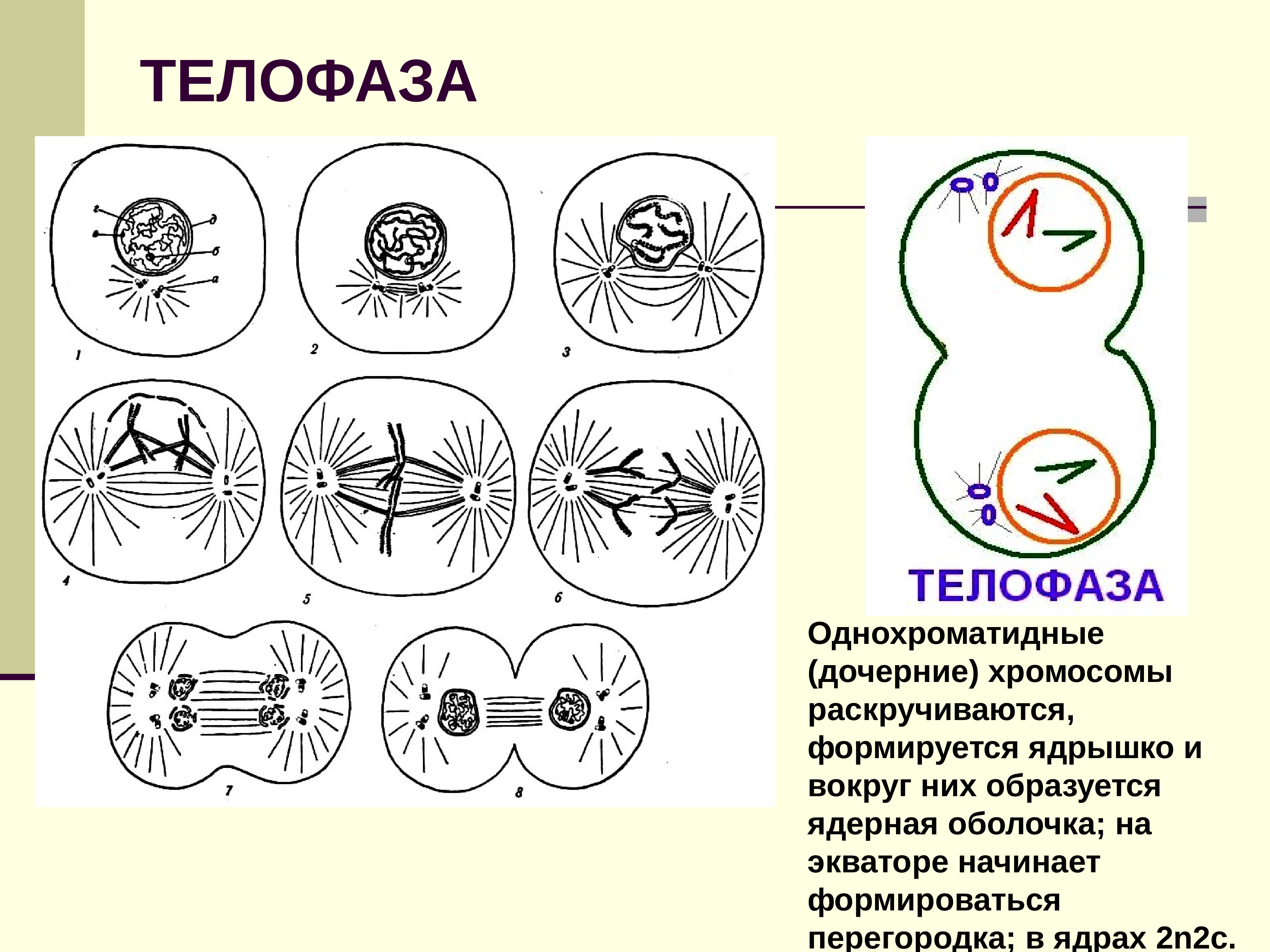 Телофаза мейоза 1 хромосомы однохроматидные