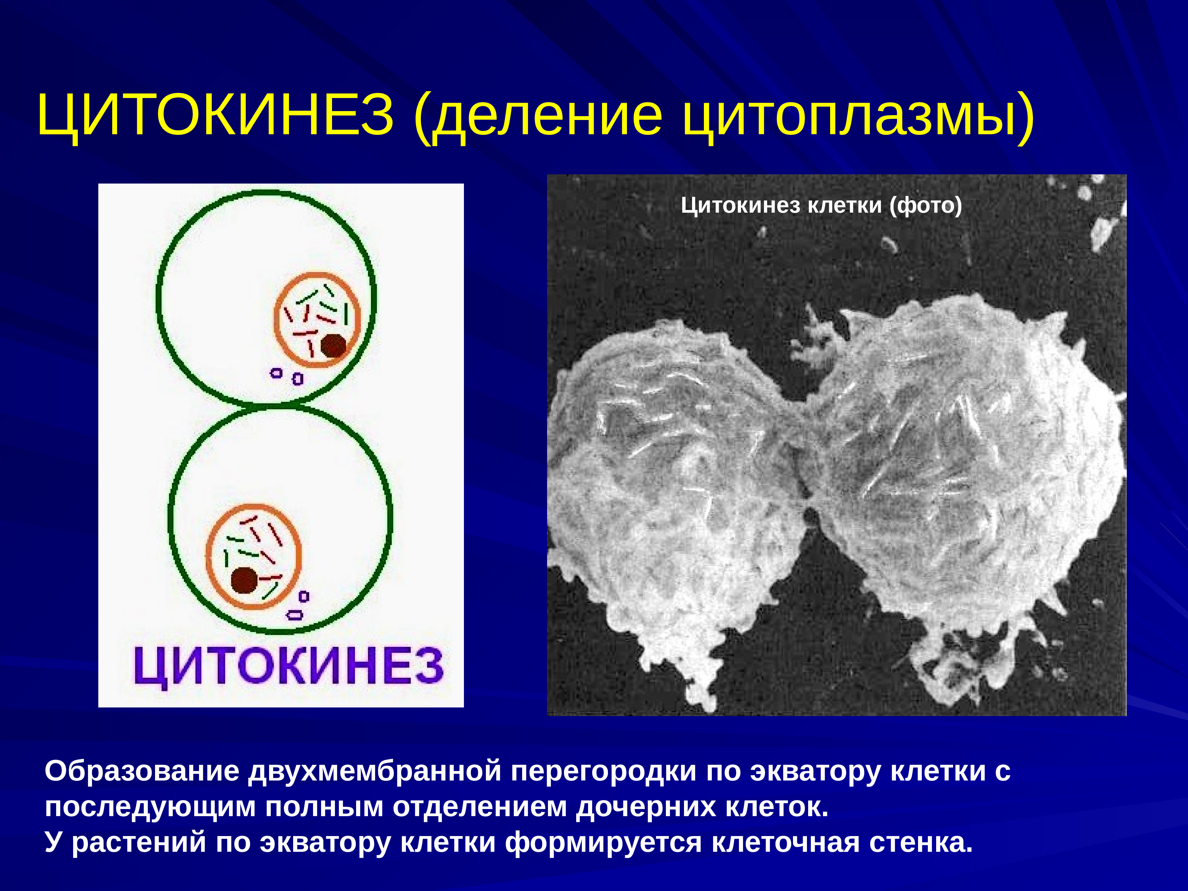 Деление и образование клеток. Цитокинез схема. Цитокинез деление цитоплазмы. Дклание цитоплазмыклетки. Цитокинез митоза.