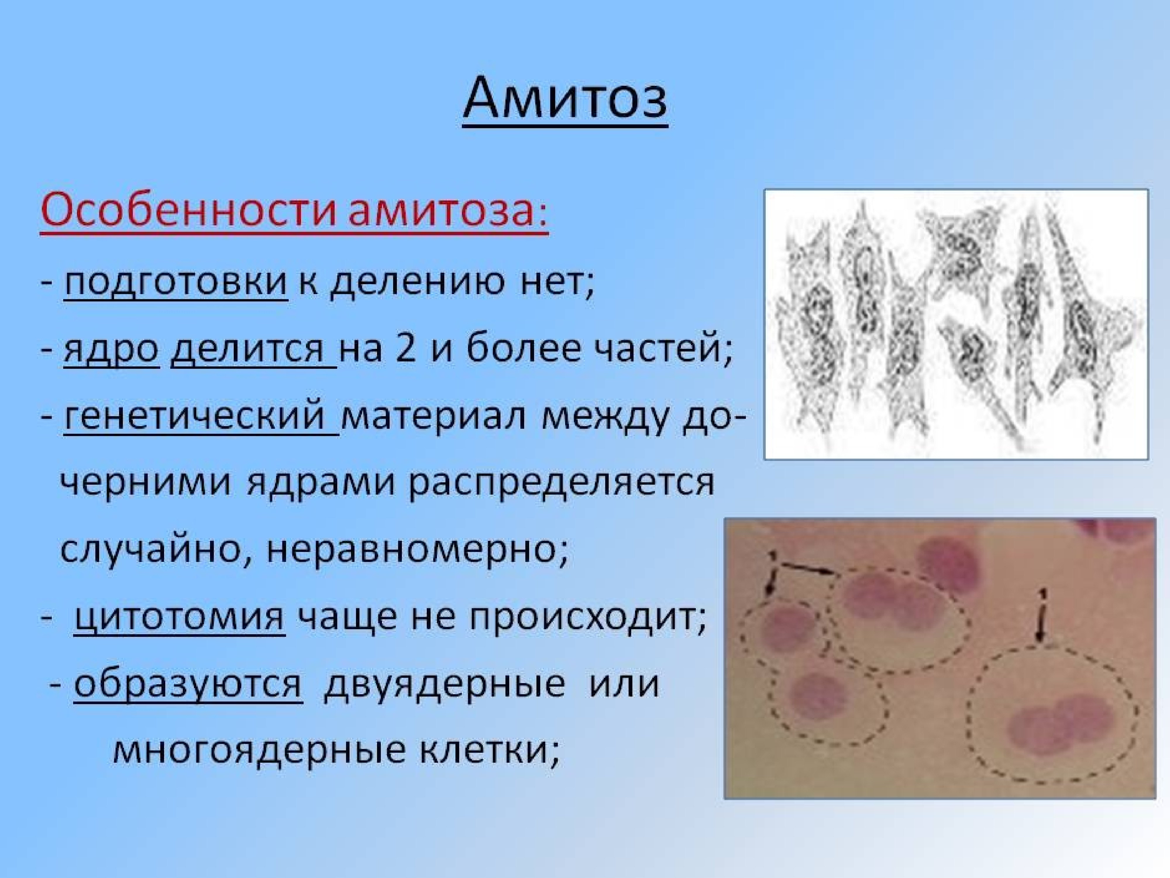 Деление клеток спорогенной ткани. Деление клетки амитоз. Амитозом делятся клетки эпителия. Деление раковых клеток амитоз. Амитоз этапы деления.