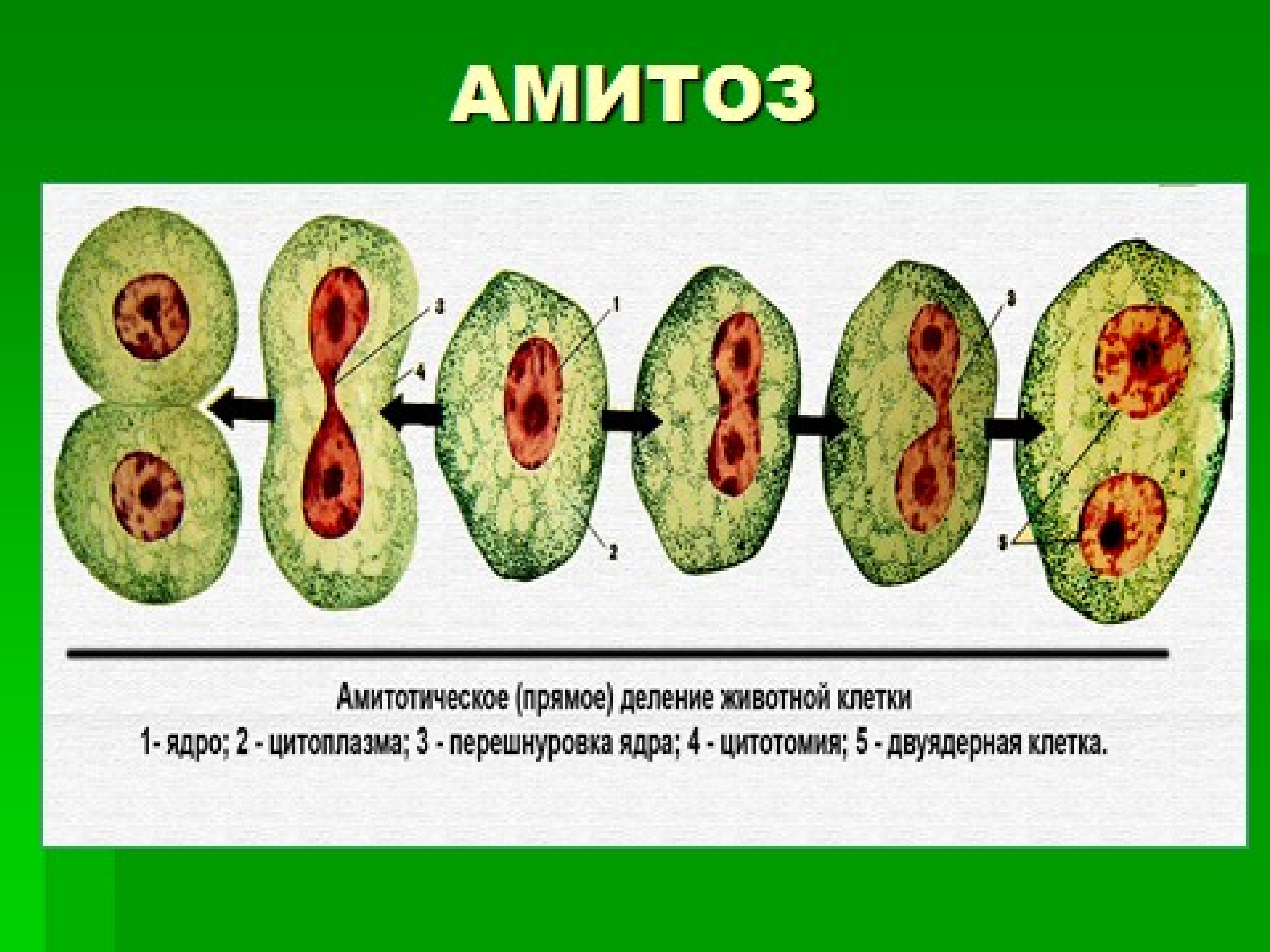 Прямым бинарным делением клетки. Деление клетки амитоз схема. Деление растительной клетки митоз. Схема амитоза и эндомитоза. Деление клеточных ядер митоз мейоз.