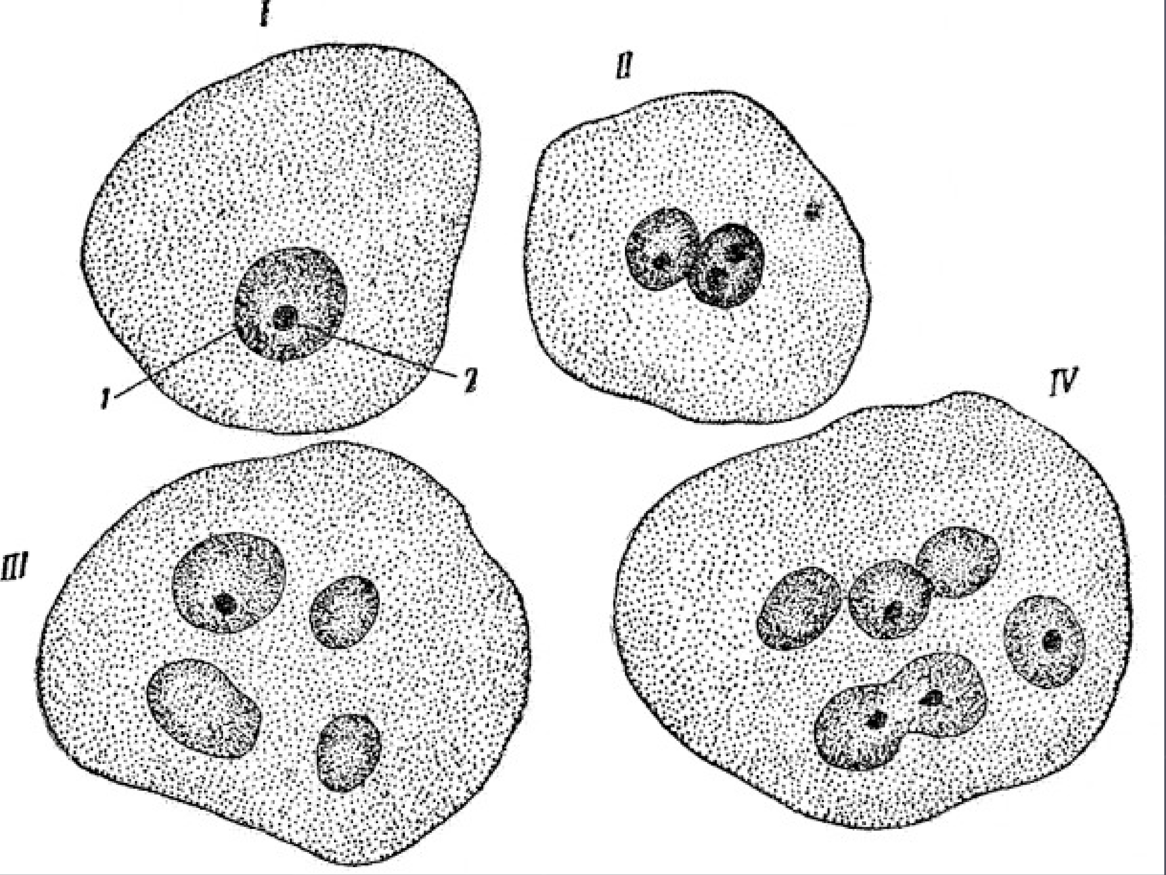 Деление триплоидной клетки. Амитоз в клетках мочевого пузыря мыши. Амитоз в клетках эпителия мочевого пузыря. Деление клетки амитоз. Амитоз эпителиальных клеток мочевого пузыря.