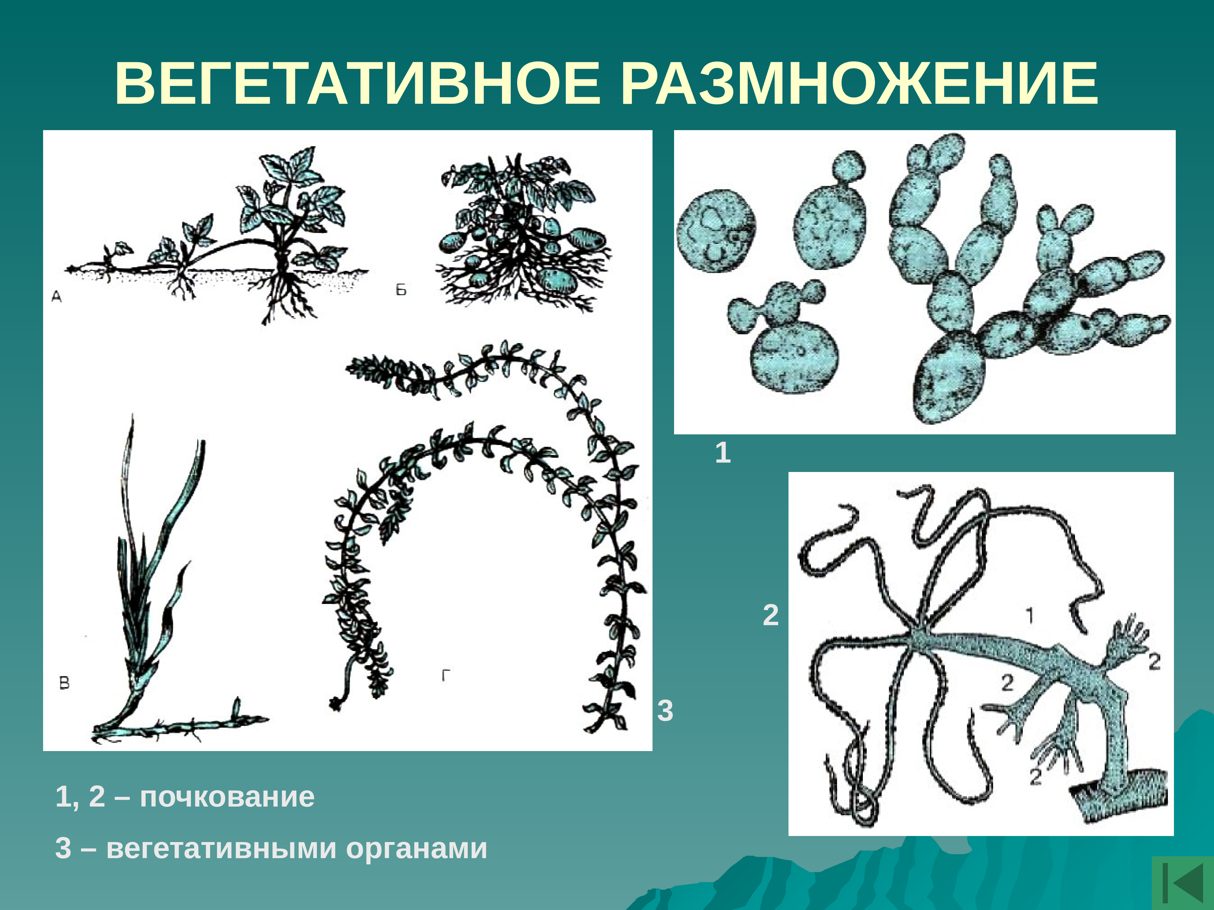 Вегетативное фрагментация