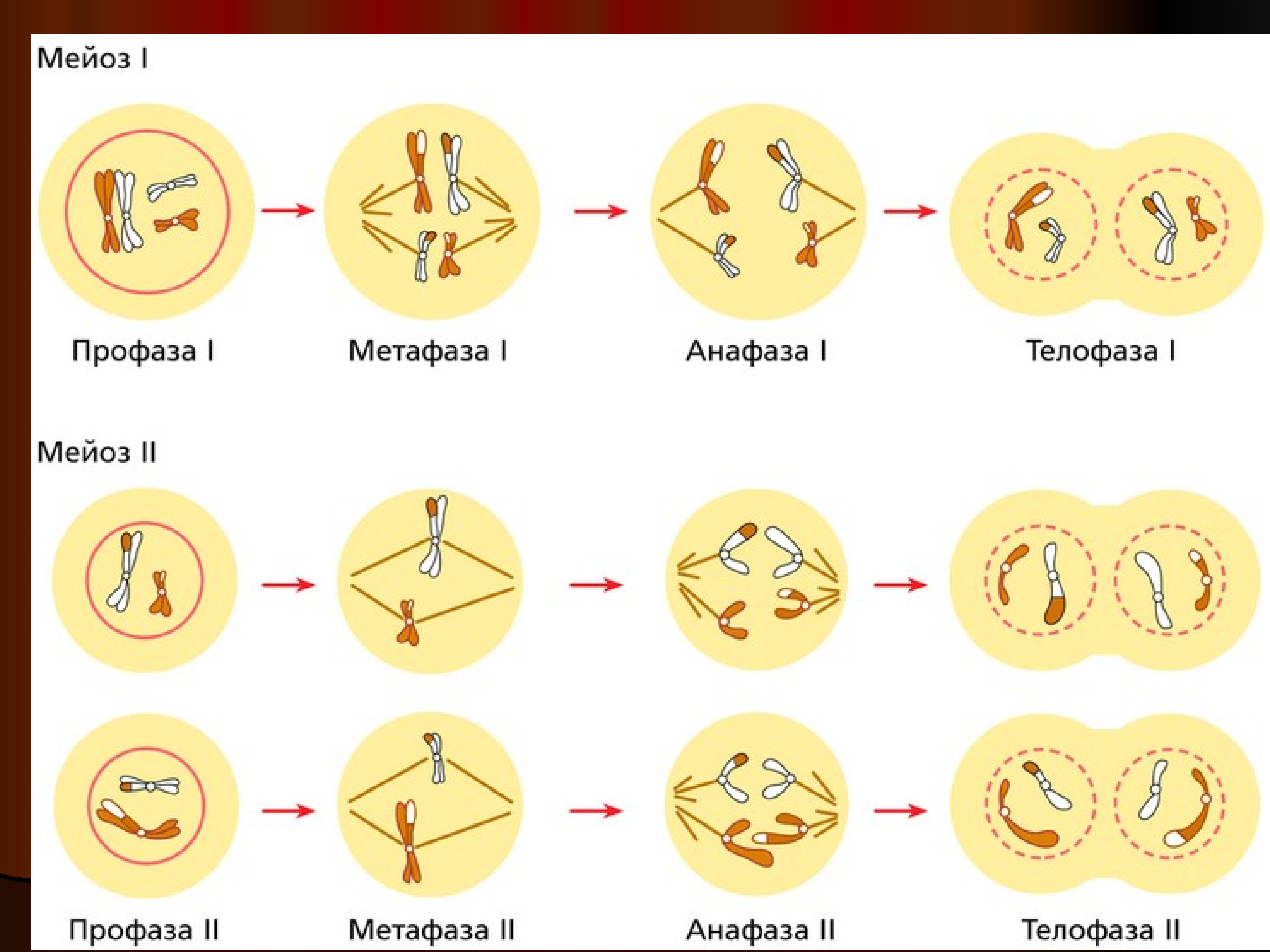 Сколько хромосом в телофазе мейоза 1. Деление клетки мейоз схема. Стадии и фазы мейоза. Фазы мейоза схема. Фазы и стадии мейоза 2.